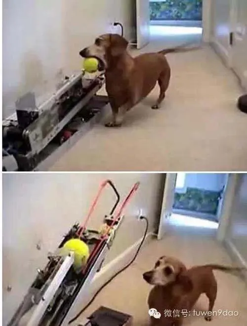 Máy dắt chó đi dạo