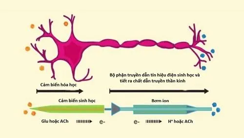 Sơ đồ cấu tạo của nơron nhân tạo.