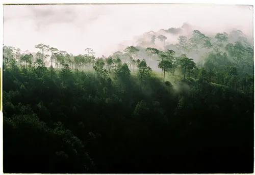 Thành phố sương mù