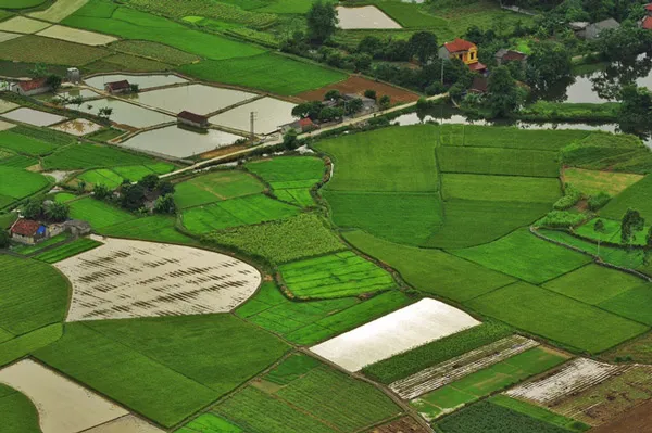 Dự kiến khoảng hai tuần nữa là lúc thảm lúa dưới thung lũng chín vàng rực rỡ.