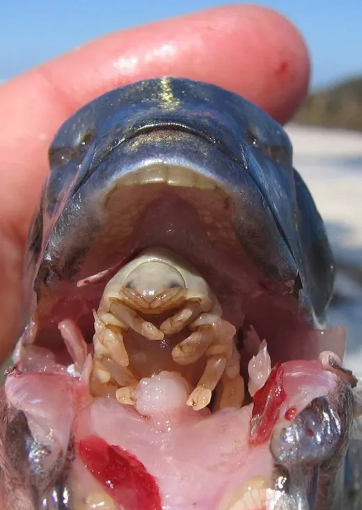 Cymothoa exigua