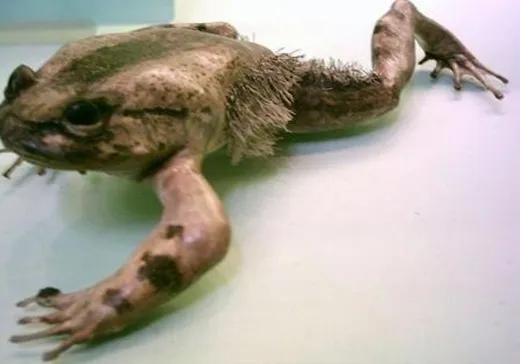 Ếch Trichobatrachus robustus