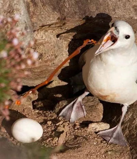 Hải âu Fulmar