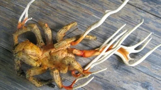 Cordyceps