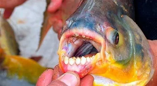 Cá Pacu