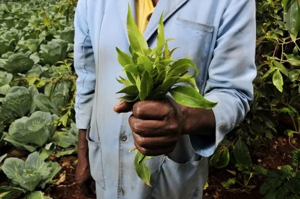 Cây Khat