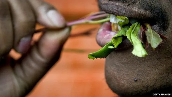 Một người đang nhai lá cây Khat.