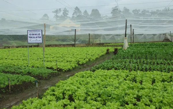 Trồng rau trong nhà lưới