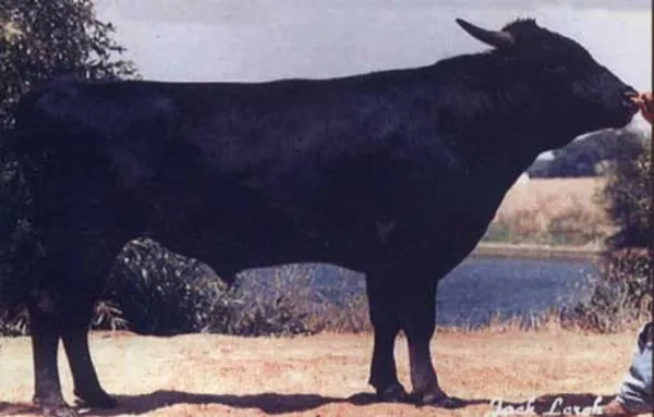 Chú bò có tên Yasufuku