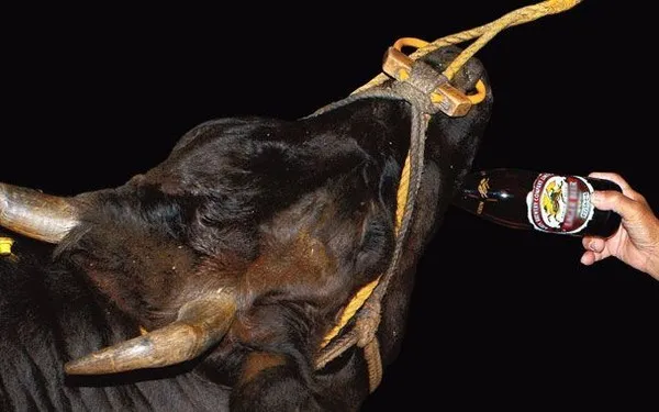 Quá trình nuôi dưỡng bò Hida cũng rất khắt khe.