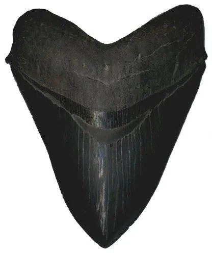 Răng của Megalodon có hình tam giác