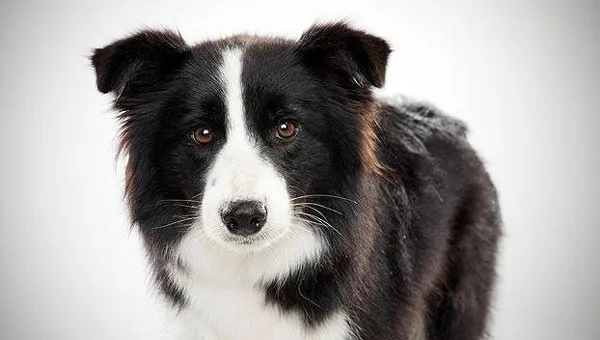 Collie biên giới