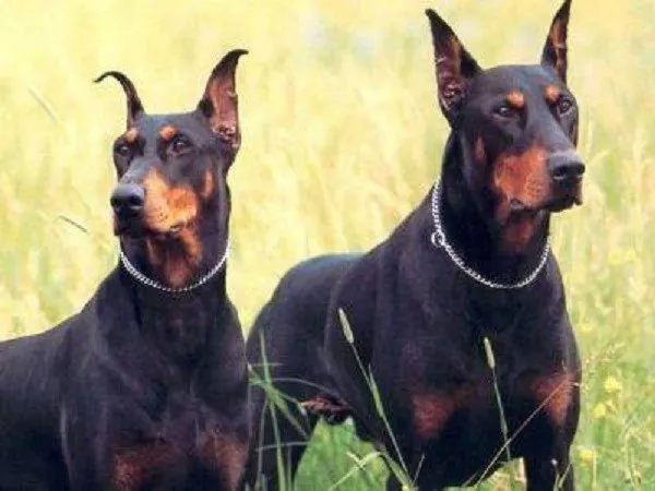 Dobermann