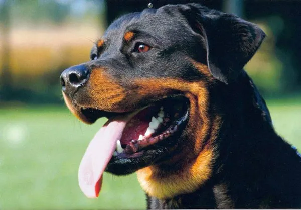 Chó rotti