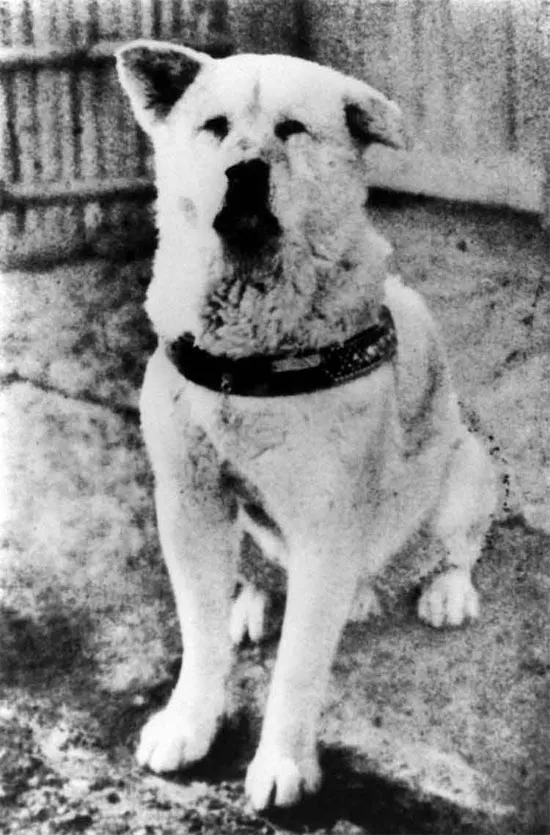 Chú chó Hachiko