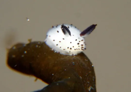 Sên Jorunna parva