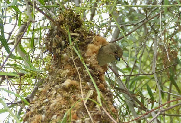 Chiếc tổ ấm cúng của chim sẻ bushtit