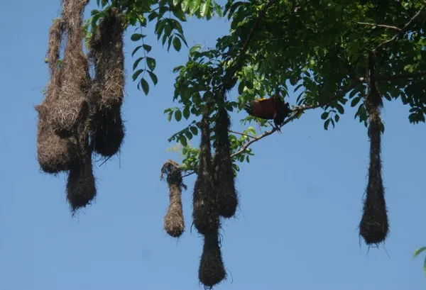 Chiếc tổ của chim vàng anh Montezuma