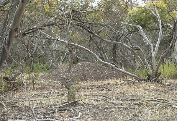 Tổ chim đất ở miền tây Australia