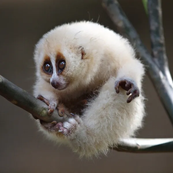 Loris