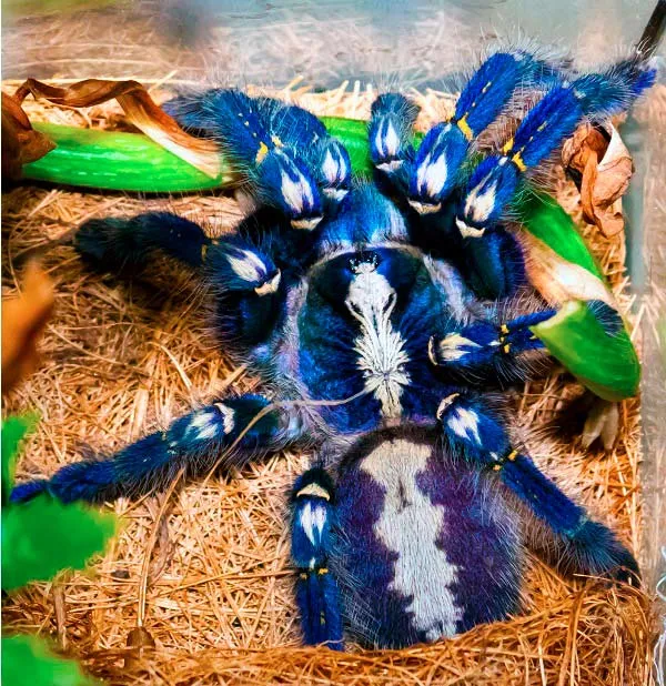 Nhện Gooty