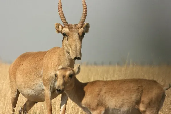 Linh dương Saiga