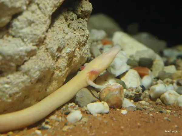 Olm