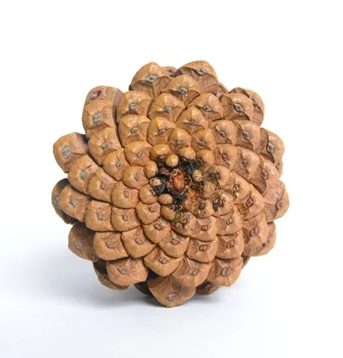 Quả thông