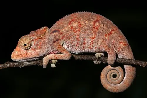 Đuôi tắc kè hoa.