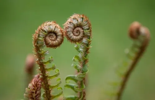Chiếc lá non cuộn tròn của cây dương xỉ Fiddleheads Fern