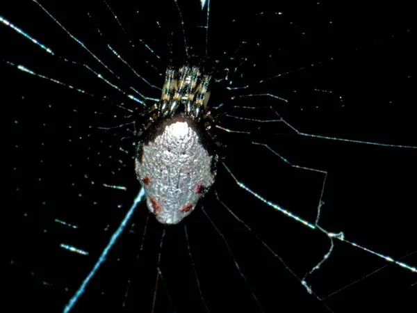 Nhện Cyclosa argenteoalba