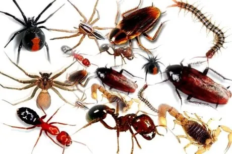 Côn trùng