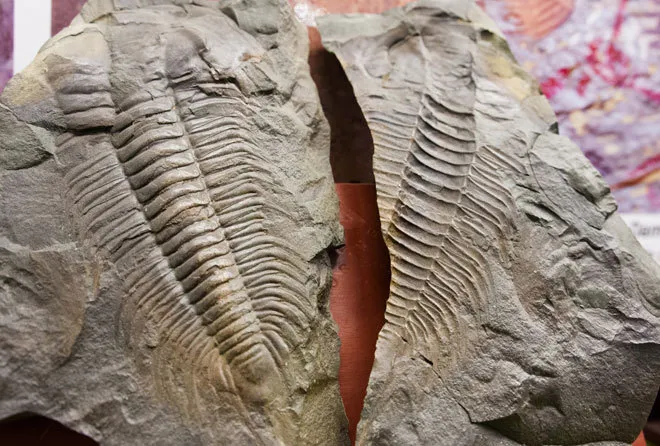 Bọ ba thùy Paradoxides gracilis thuộc ngành Chân khớp (Arthropoda), lớp Bọ ba thùy (Trilobita).