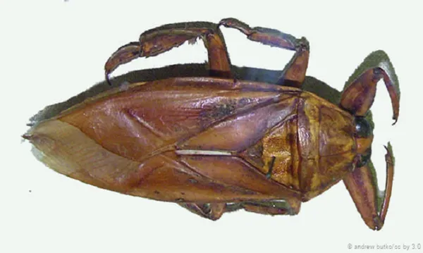 Bọ nước khổng lồ