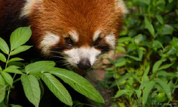 Gấu trúc đỏ