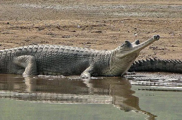 Cá sấu Gharial