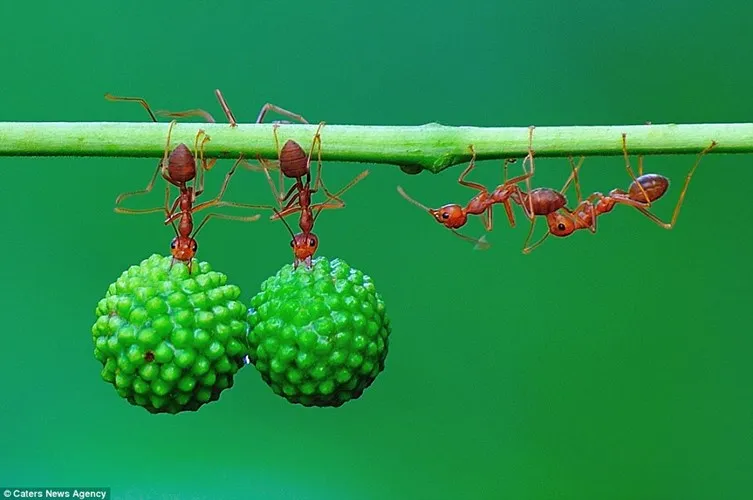 Hai con kiến thợ tới trợ giúp thành viên trong đàn kiến đỏ vận chuyển hạt về tổ.