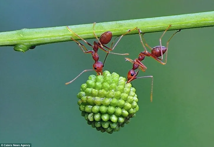 Kiến là một trong những loài động vật khỏe nhất hành tinh