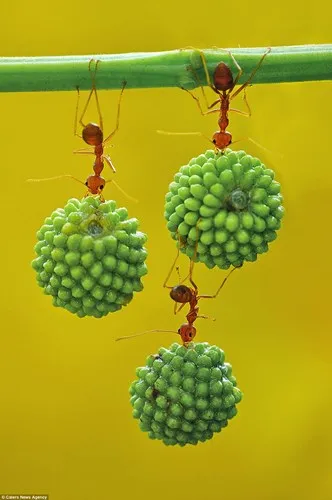 Loài kiến