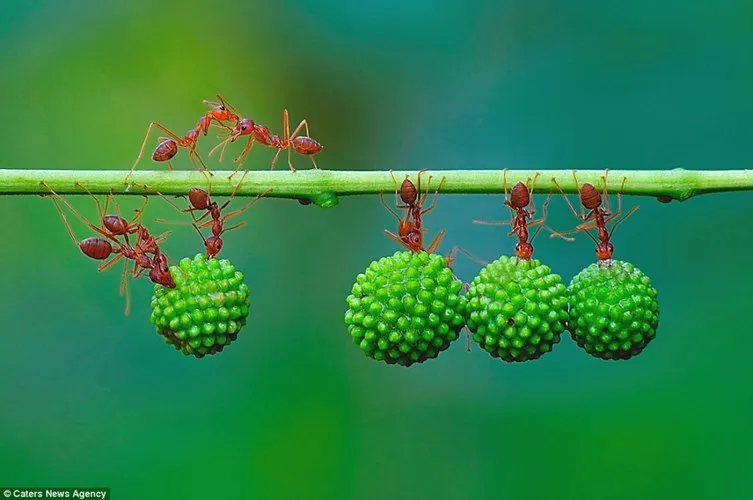 Làm việc nhóm