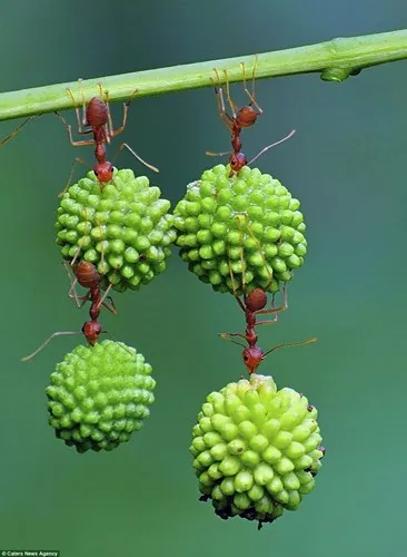 kiến có thể mang khối lượng nặng gấp nhiều lần cơ thể chúng.