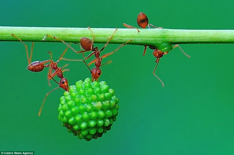 Nhiếp ảnh gia Eko Adiyanto