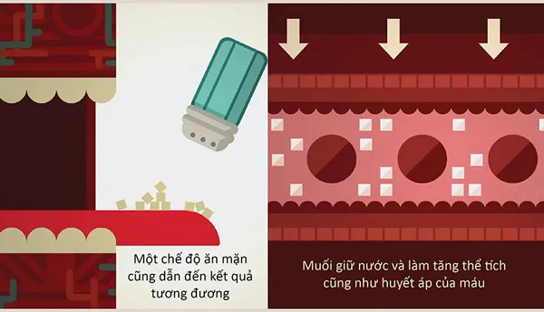 Muối giữ nước và làm tăng thể tích cũng như huyết áp của máu
