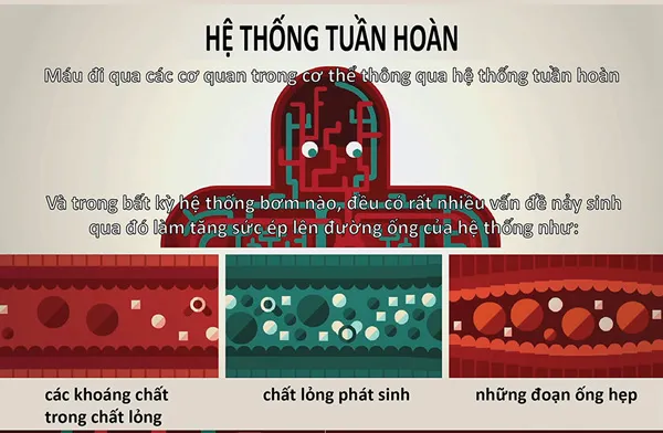Hệ thống tuần hoàn