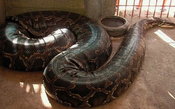 Trăn Miến Điện