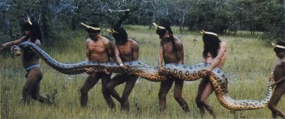 Món ăn ưa thích của Anaconda không phải là những con cá tầm thường mà là cá sấu.