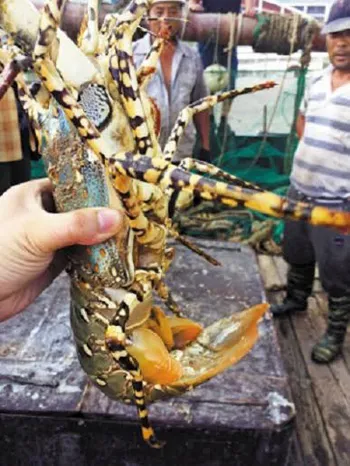Con tôm hùm đa sắc với vỏ đầu màu xanh, càng sọc trắng den điểm xuyết đốm vàng và càng to màu tím