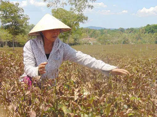 Hàng trăm hecta chè của người dân Hương Khê (Hà Tĩnh) cháy khô vì hạn hán.