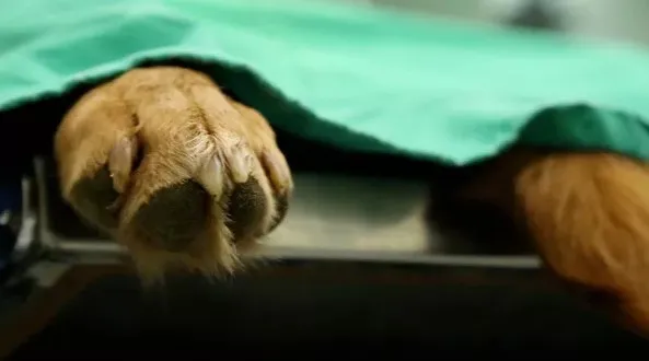Bên trong nhà máy nhân bản chó tại Hàn Quốc