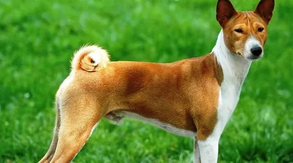 Điểm danh những giống chó nguy hiểm nhất thế giới
